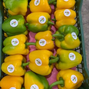 Colored Bell Peppers