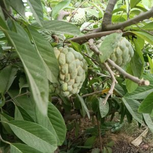 Sugar Apple