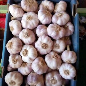 Garlic
